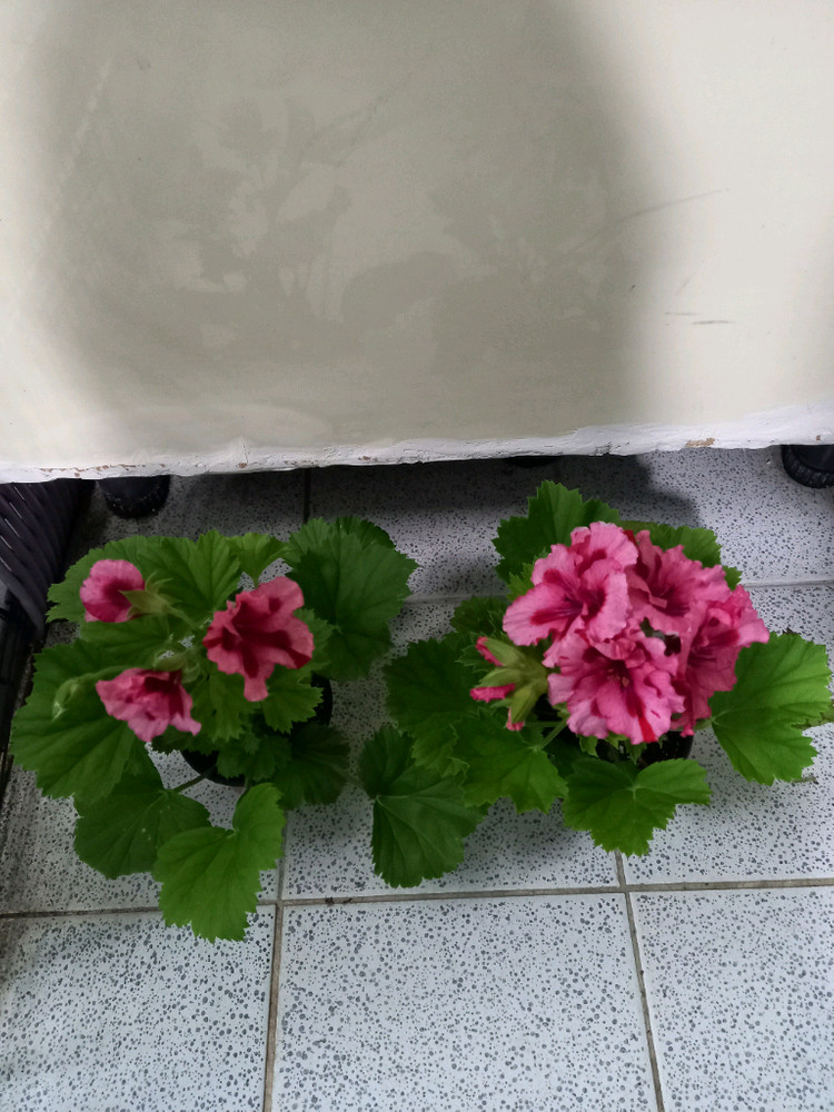 리갈제라늄 보넨트 이미지