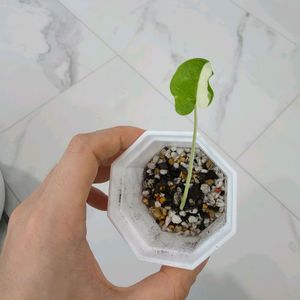 콜로카시아 기간테아 와규 바리에가타 (알보) 이미지