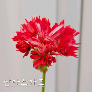 산타스카프 제라늄 이미지