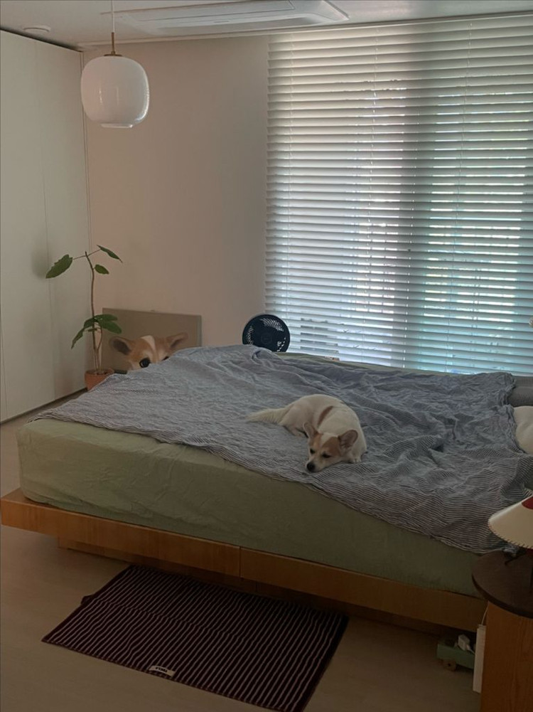 창안애 오동나무 화이트 우드 블라인드 이미지
