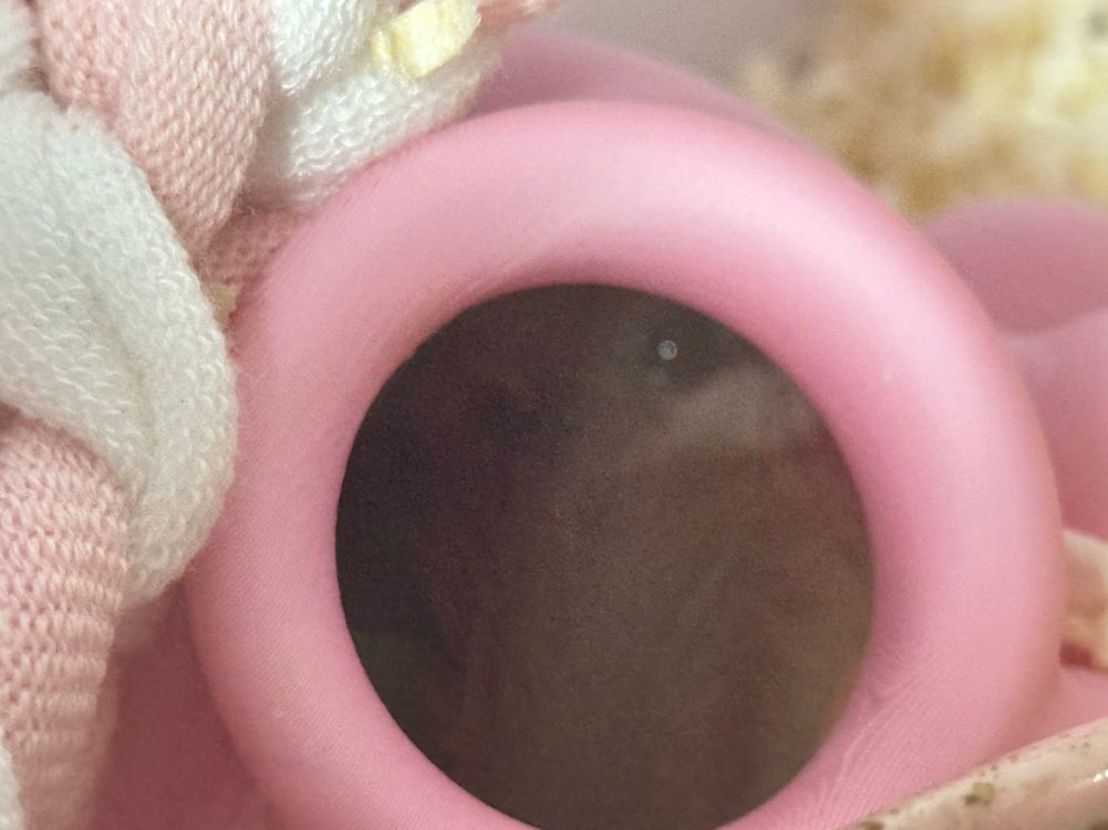 피그미 다람쥐 키워주실분 이미지