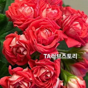 제라늄 3종 일괄분양 합니다 이미지