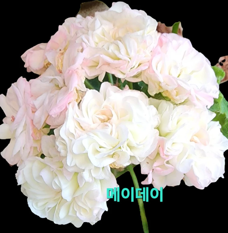 제라늄 3종 일괄분양 합니다 이미지