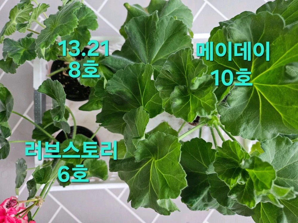 제라늄 3종 일괄분양 합니다 이미지