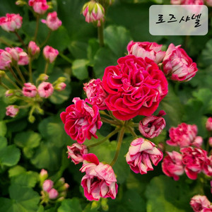 로즈샤넬 제라늄 이미지