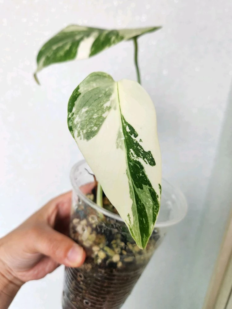 몬스테라 알보 바리에가타 (9ㅣ 이미지
