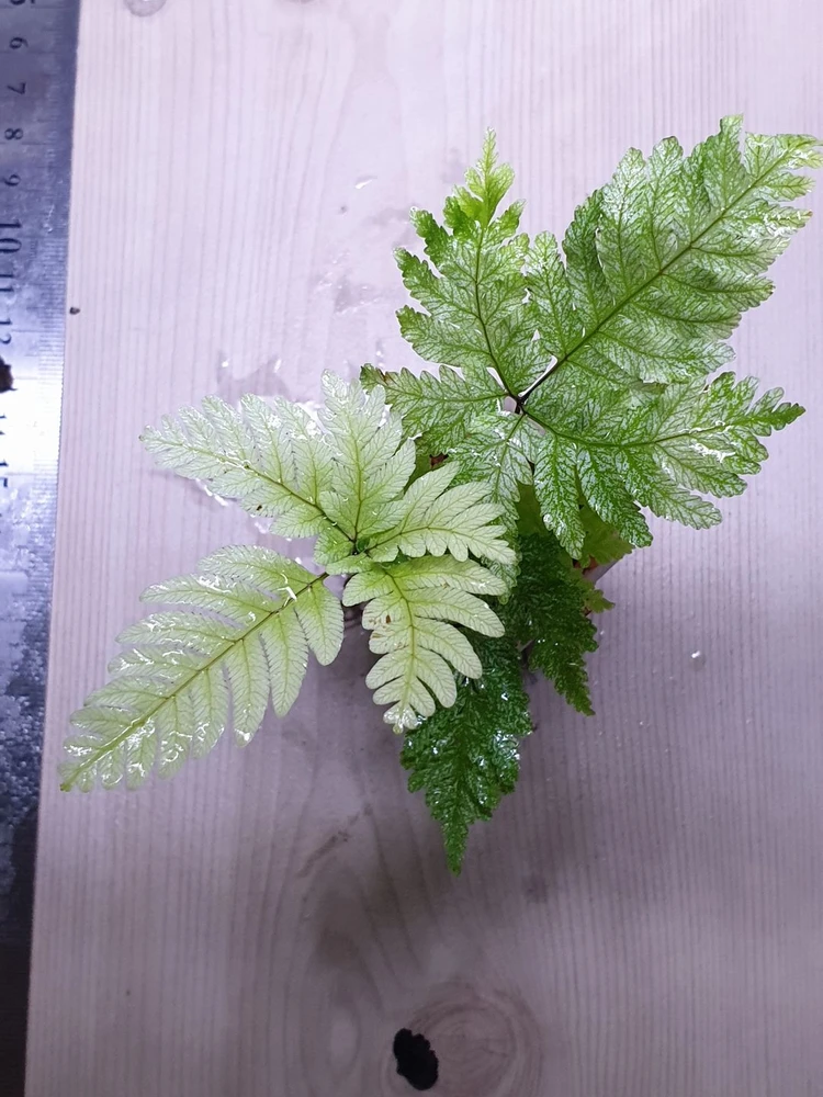 희귀 고사리 pteris cretica sp - 안심되는 중고거래