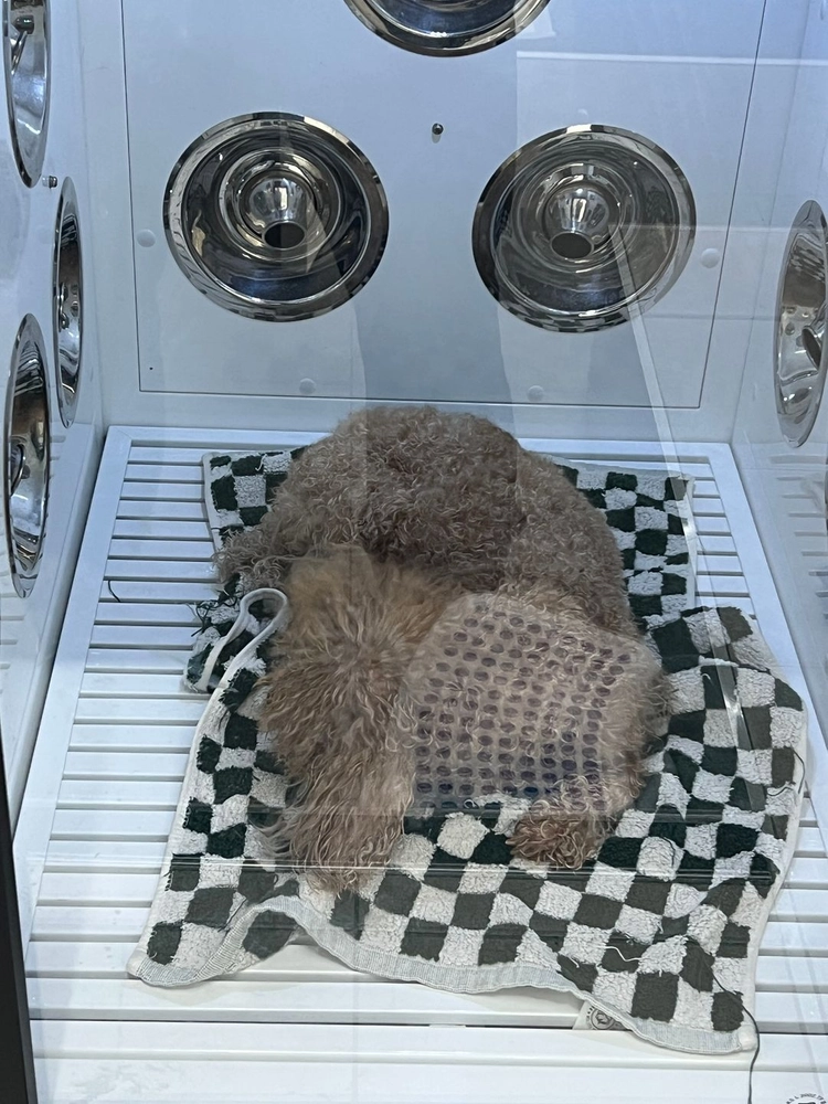 에이플러스 드라이룸 / 반려견 드라이룸 / (중형견 가능) 상태 최상급 이미지