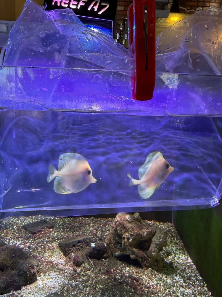 해수어 옐탱 이미지