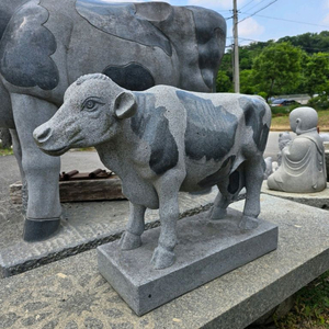 청석 젖소 이미지