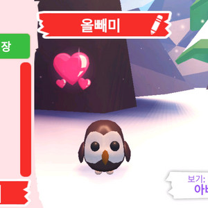 입양하세요 펫 올빼미(부엉이)(뵝)판매합니다 이미지