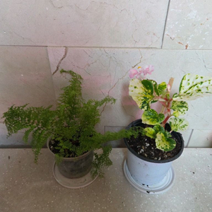 밀키웨이 베고니아. 솜사탕고사리 2종 일괄 이미지