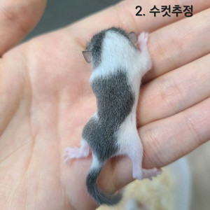 부산) 피그미다람쥐 분양 이미지