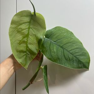 몬스테라 두비아 탑 이미지