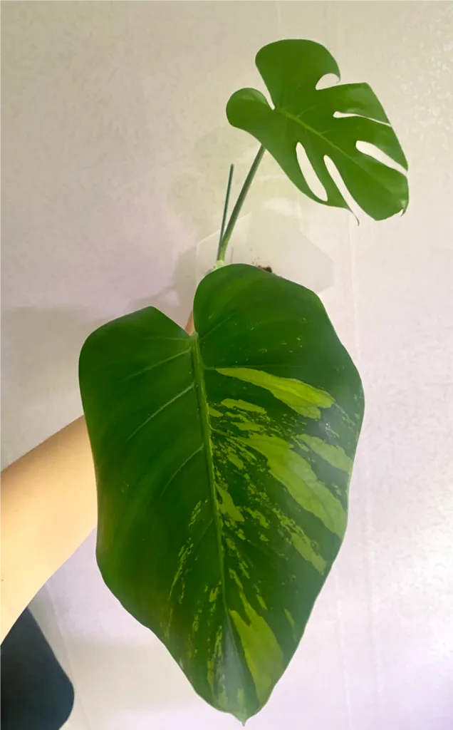 델리시오사 그린민트(콧물) 이미지