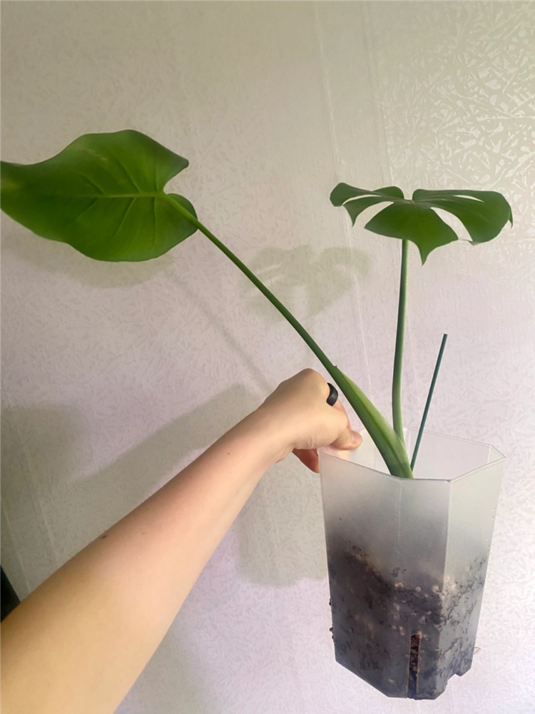 델리시오사 그린민트(콧물) 이미지