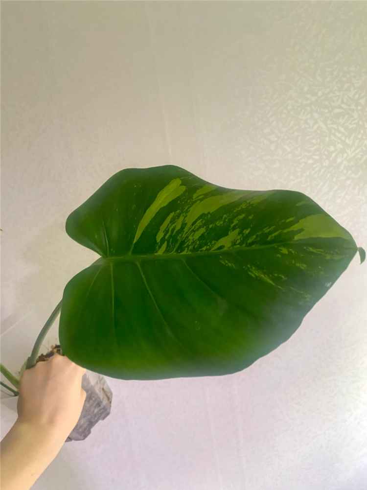 델리시오사 그린민트(콧물) 이미지
