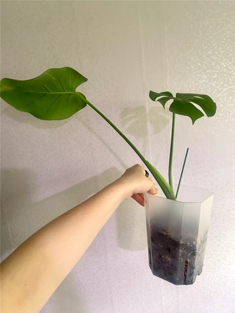 델리시오사 그린민트(콧물) 이미지