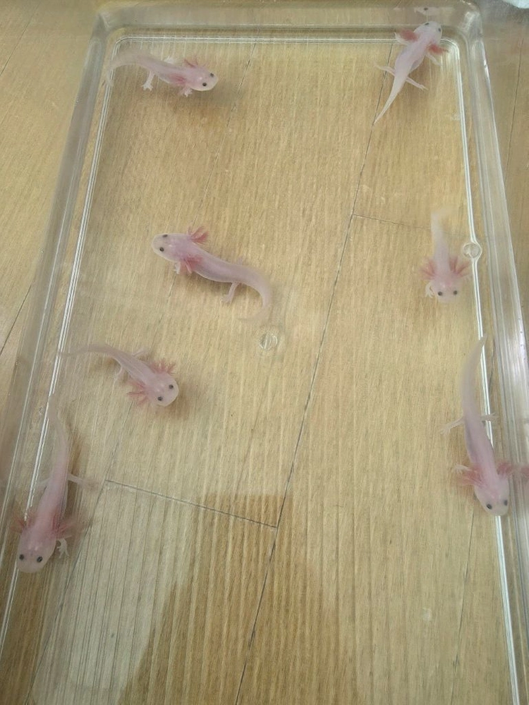 아홀로틀 우파루파 화이트 핑크 분양합니다. 이미지