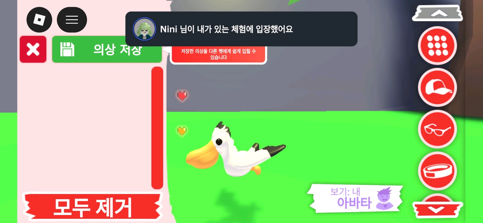 입양하세요 펫 펠리칸 판매합니다 이미지