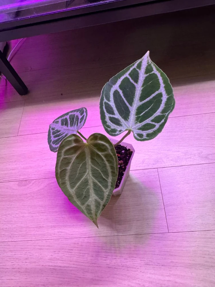 안스리움 크리스탈 호프 이미지