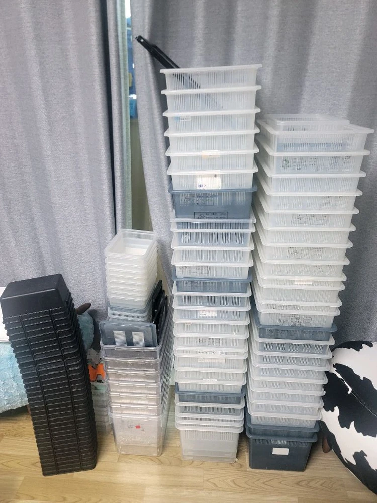 파충류 렉사 이미지