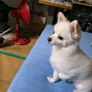 포르자750 부픔차 팝니다 이미지