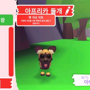 입양하세요 펫 아프리카 들개(앞들)판매합니다 이미지