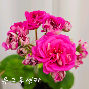 유그루센카 제라늄 이미지