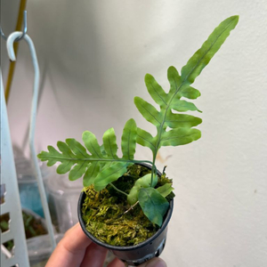 청포도개미 고사리 (lecanopteris deparioides) 분양 이미지