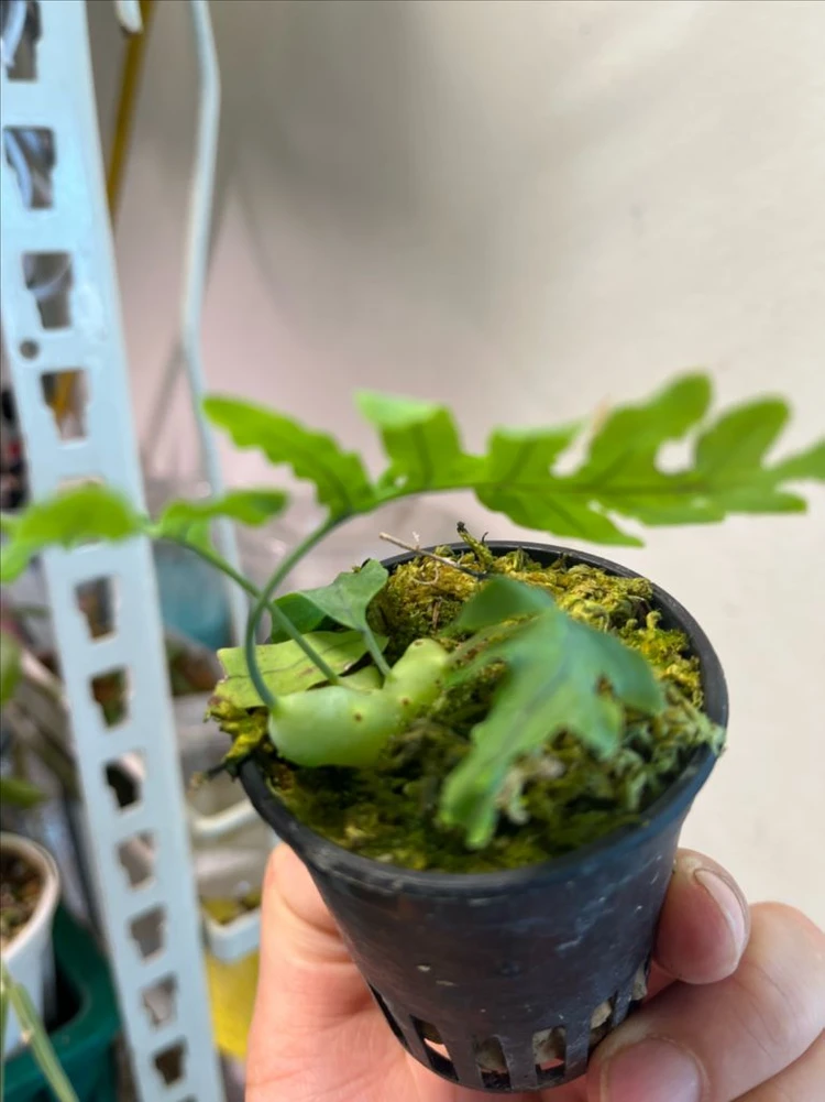 청포도개미 고사리 (lecanopteris deparioides) 분양 이미지