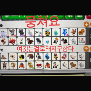 입양하세요 돼지 펫 구해요 뭉쳐요 팔아요 이미지