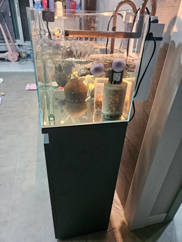 자반어항, 커먼머스크 이미지