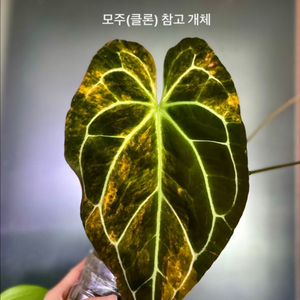 안스리움 바리에가타(레크하브) 이미지