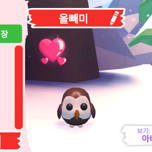 입양하세요 펫 올빼미(부엉이)(뵝)판매합니다 이미지