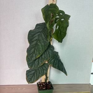 몬스테라 두비아(찢잎 대품) 이미지