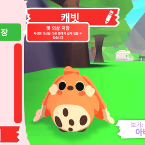 입양하세요 펫 캐빗 판매합니다 이미지