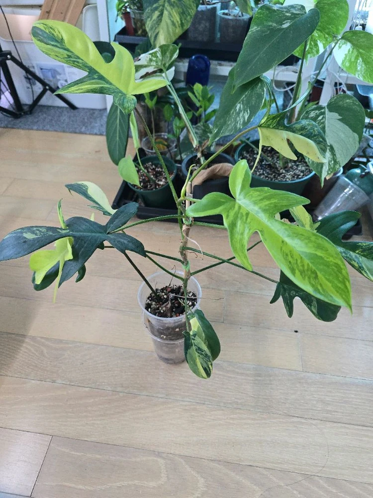 플로리다뷰티 바리에가타 이미지