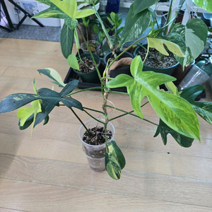 플로리다뷰티 바리에가타 이미지