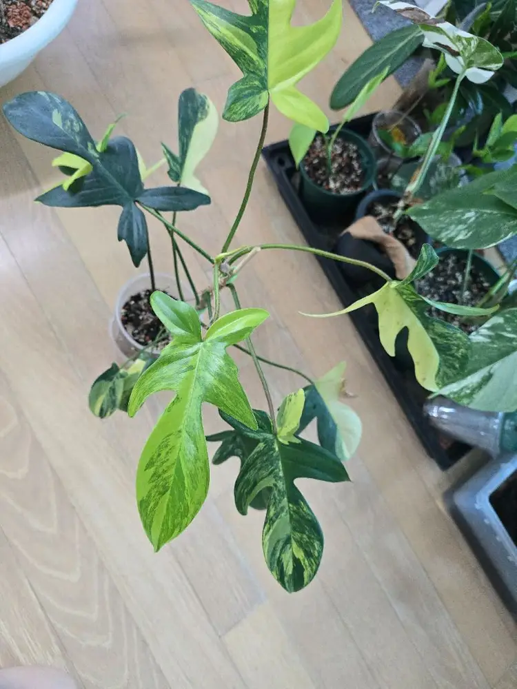플로리다뷰티 바리에가타 이미지