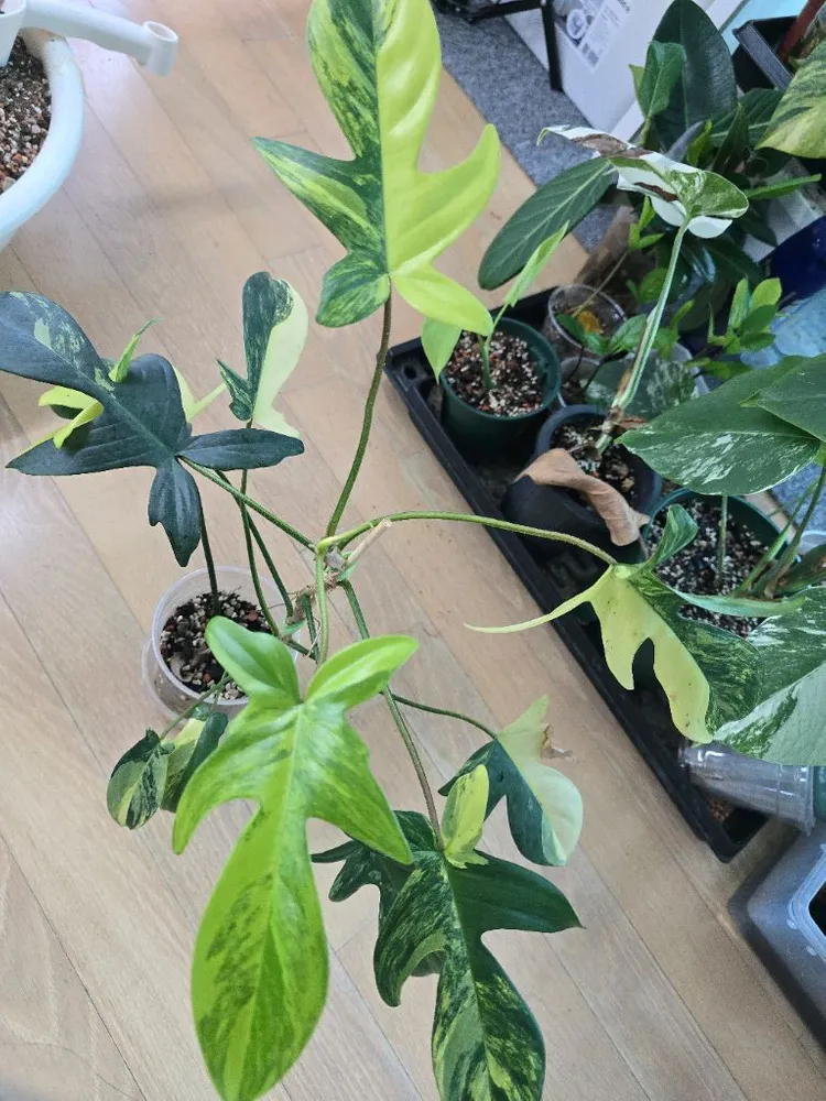 플로리다뷰티 바리에가타 이미지