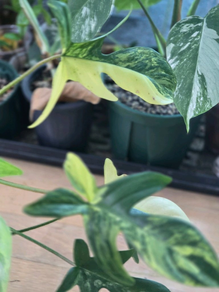 플로리다뷰티 바리에가타 이미지