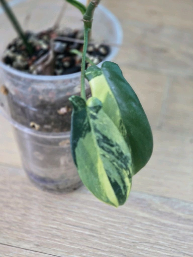 플로리다뷰티 바리에가타 이미지