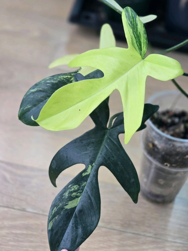 플로리다뷰티 바리에가타 이미지