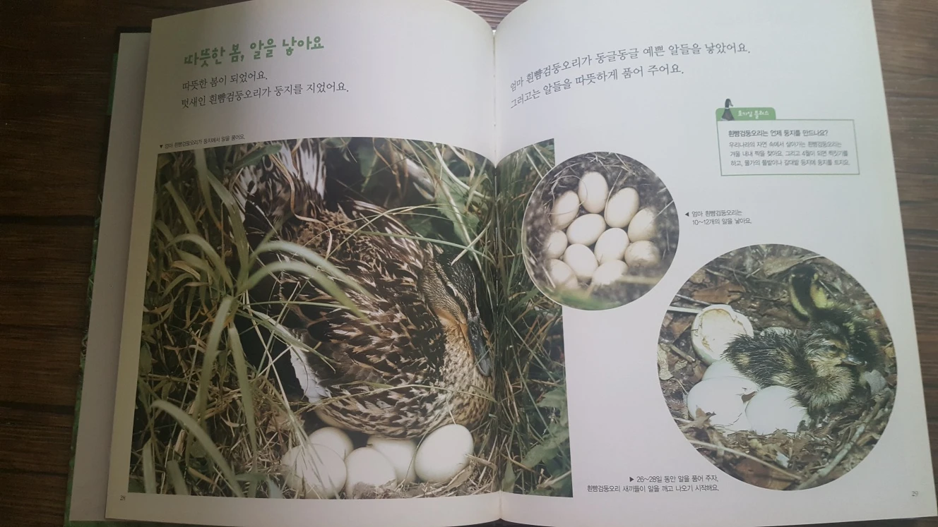 전집 교과서에나오는원리과학 명품꼬마자연관찰 이미지