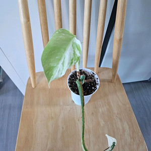 몬스테라 알보 이미지