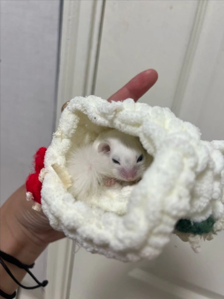 피그미다람쥐 루시,달마,오레오 분양합니다 ! 이미지