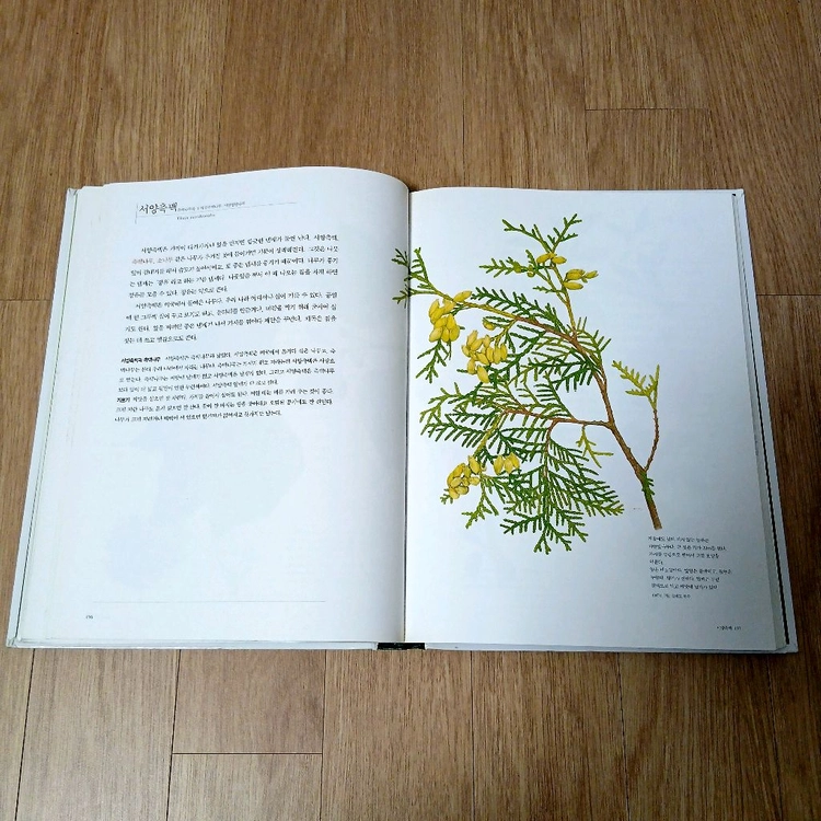 세밀화로 그린 어린이 도감 - 나무 도감 이미지