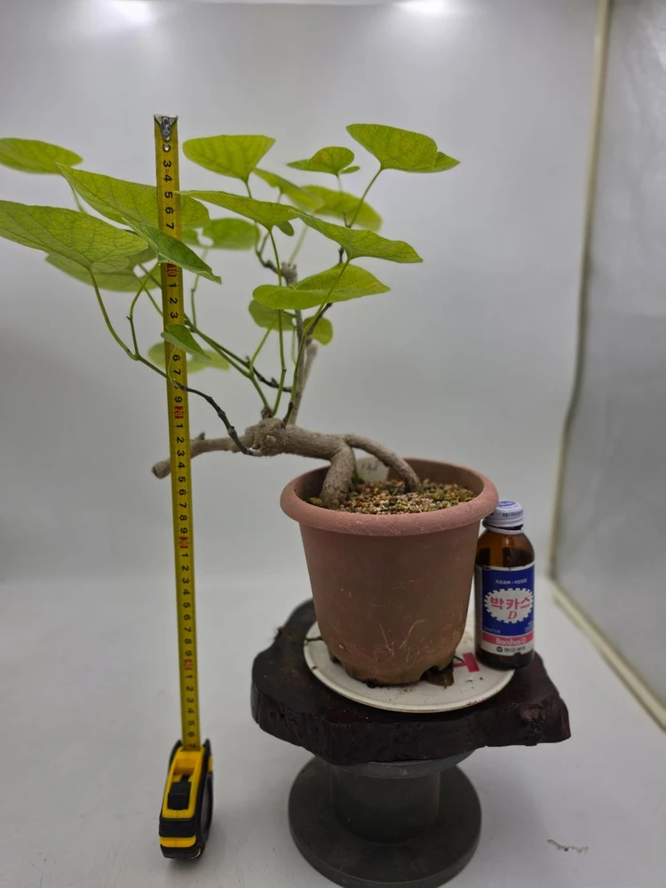 등칡 화분 분재 정원수 카페화분 인테리어식물 조경수 초보가 키우기 쉬운 식물 이미지