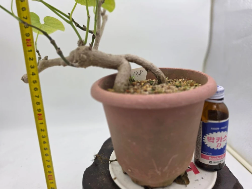 등칡 화분 분재 정원수 카페화분 인테리어식물 조경수 초보가 키우기 쉬운 식물 이미지